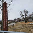 장덕리은행나무 | 강릉 유명한점집 찾다가 방문한 주문진용한점집 청학사 사주 후기