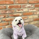 쫑랑쫑랑 이미지