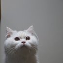 우다닥 고양이 호텔 이미지