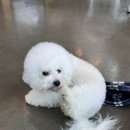 퍼피 앤 퍼피(PUPPY & PUPPY) 이미지