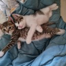 예림카페 이미지