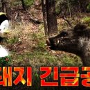 부산도시철도 신평역 | [충격보도] 부산 사하구 도시철도 신평역 인근 멧돼지 출몰 대한제강 앞 도로에서 차량 들이받고 쓰러져...