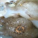 그놈쭈꾸미 이미지