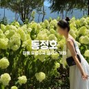 푸른하늘주유소 | [경남|하동] 여름 하동 여행 동정호 유럽수국·목수국 (+8월 2일 실시간 수국 개화)