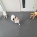 에덴유치원 | 자유롭게 뛰노는 공간! 애견유치원호텔 &lt;에덴애견유치원호텔&gt; 솔직후기