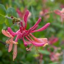 붉은인동덩굴 (Lonicera periclymenum) 이미지
