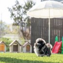 퍼피블랑 이미지