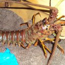 바하캘리포니아 이미지