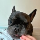 퍼스널댕댕 이미지