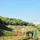 도당초등학교 | 2026 부천 백만송이 장미축제 실시간 후기(주차 및 포토존)