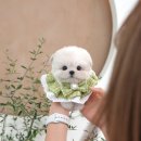 센텀애견샵 이미지