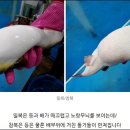 해미복어 이미지