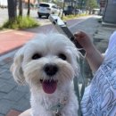 GR(괴산군)-[충민로]-하-5 | 🏖[문경, 괴산 여행]ㅣ호두와 함께한 애견동반 물놀이 여행ㅣ가볼만한 곳,올갱이국, 약돌돼지 맛집, 초록...