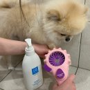 포리네 | 산책후 반려견 사워꿀템 추천 포리나 강아지 샤워기 후기