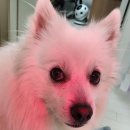 펫스니즈 강아지 근적외선 조사기 펫큐어레이 상세 후기 겁많은 강아지 OK