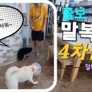 안면도덤앤더머 이미지