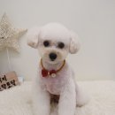 개들의 집 펫살롱 이미지