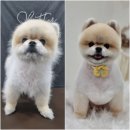 위위그루밍 이미지