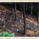 장계관광지 이미지