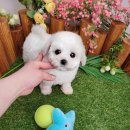 꽃강아지 이미지
