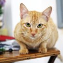 모현동물병원 이미지