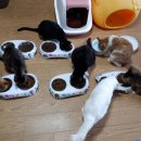 냥이의꿈 이미지