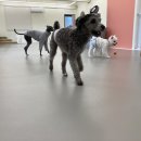 댓츠댕댕스쿨 이미지