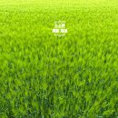 가느니농장 | 보자마자 바로 힐링되는 '고창 청보리밭 축제 체험' 후기 (ft. 2024 축제 일정)