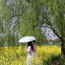 영산강대상공원1 | 나주 영산강 유채꽃 동섬 개화상황 주차 꿀팁 애견동반