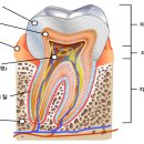 경대본치과의원 이미지