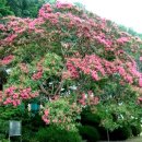 화산철쭉분재원