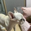 도르가모텔 이미지