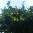 해덕농장 이미지