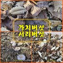 (버섯산행) 가지버섯과 서리버섯 산행 이미지