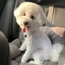 펫글뷰티 이미지