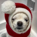 오도르봉 이미지