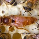 LARVA STAGE 이미지