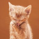 (주)휴벳 이미지