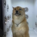 샤워하시개 이미지