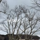 영천시임고면보건지소 | [경북] 영천 맛집 영천새우칼국수