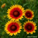 아리스타타 이미지