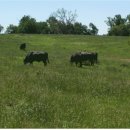 청우목장 이미지