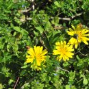 수원-1551 | 사우가(四友歌) : 이신의(李愼儀 1551~1627)