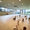 참좋은애견미용실 이미지