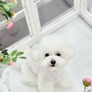 꽃단장하시개 이미지