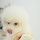 헬로펫 | 가성비끝판왕 다이소강아지피부영양제 헬로마이펫 멍뭉케어 피부영양제 후기