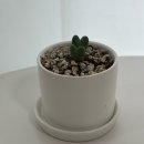 반려식물키우기 | 집들이 단체 선물로 딱 키우기 쉬운 반려식물 구름가든 미니선인장 다육이화분 축전 후기