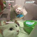 루벤 이미지