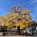 수강재 | 창덕궁/낙선재