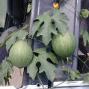 하늘타리 이미지